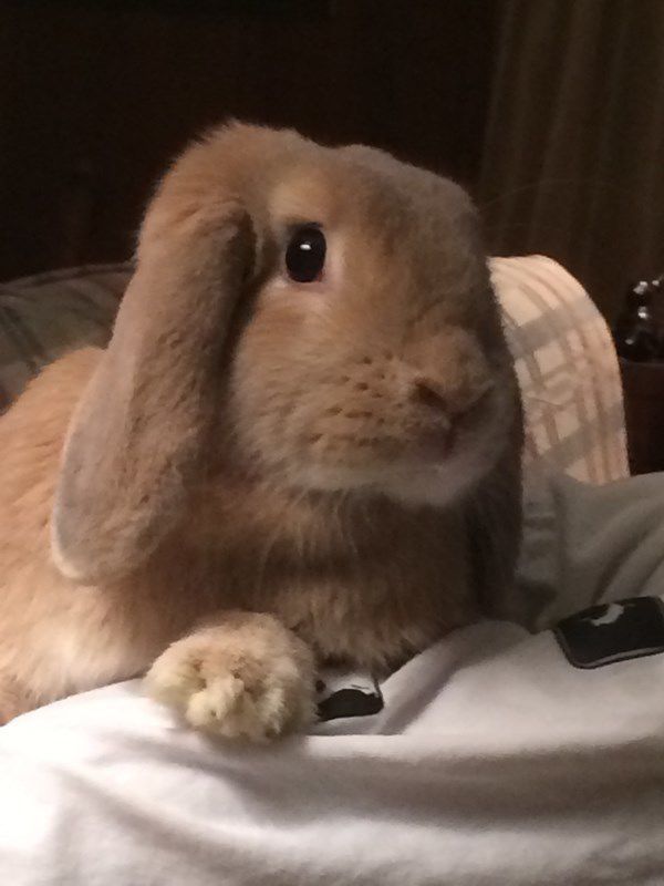 LuLu